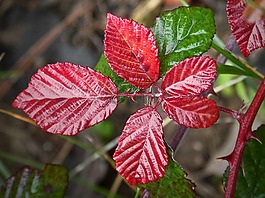 葉,紅葉,水分