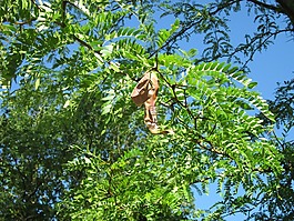 gledicia,蝗虫,树