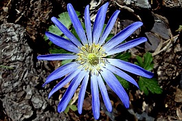 花,春天,蓝色