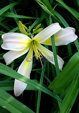 花,花園,萱草