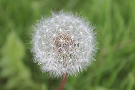 蒲公英,花,打擊
