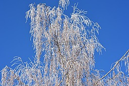 藍藍的天空,樹,冬天