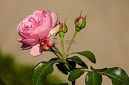 玫瑰,花,開花