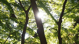 森林,太陽,植物園