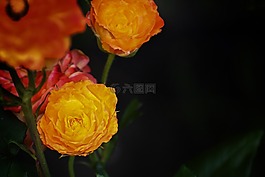 玫瑰,橙色,紅色