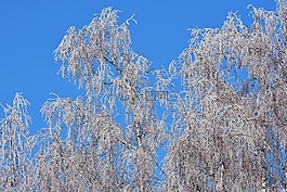 藍藍的天空,樹,冬天