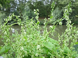 木 dumetorum,小樹林旋,植物