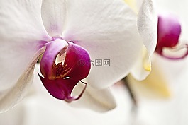 蘭花,花,盛開
