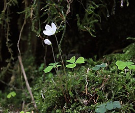 森林三叶草,常见木材红褐色,开花