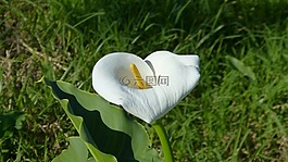 馬德拉,葡萄牙,植物區(qū)系