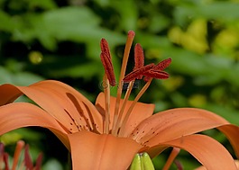 橙色,百合,花園