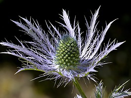藍色,花園,薊