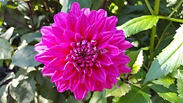 嬌琴紗,engelhardts 斗牛士,花