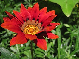 紅色,花,綠色