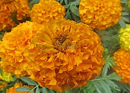 花,橙色,特寫
