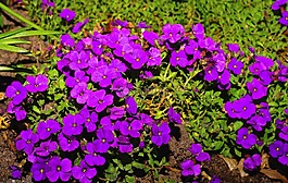 鮮花,紫,性質(zhì)