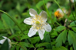 開花,花,關(guān)閉
