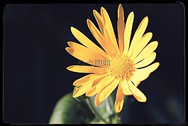 花,開花,黃色