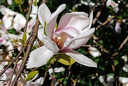 郁金香 玉蘭,開花,白