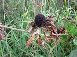 松果菊,野花,雛菊