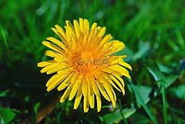 花,開(kāi)花,廠