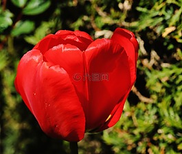 郁金香,開花,花
