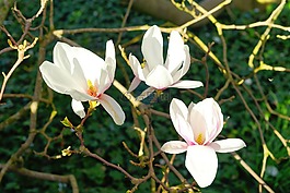 玉蘭,鮮花,春天