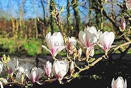 玉蘭,鮮花,春天