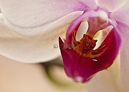 蘭花,花,盛開