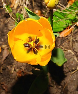 郁金香,開花,春天