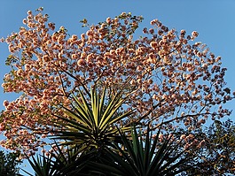 花,izote,maquilishuat