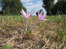 水仙花,草原红花,秋番红花