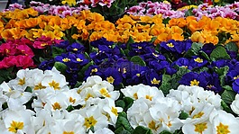 報(bào)春花,春天,春天的花朵