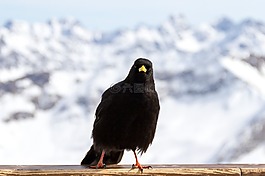 chough,鸟,愤怒的小鸟