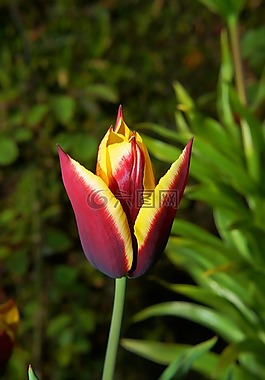 郁金香,開(kāi)花,花