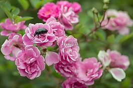 鮮花,bug,自然