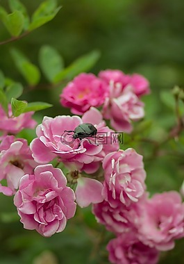 鮮花,bug,自然