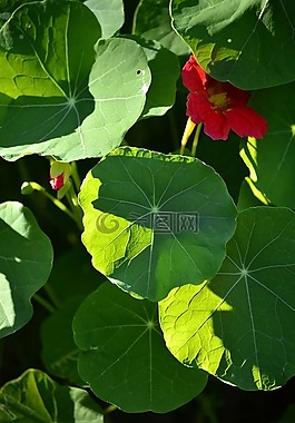 草,綠黨,花卉