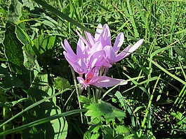 水仙花,秋番红花,草原红花