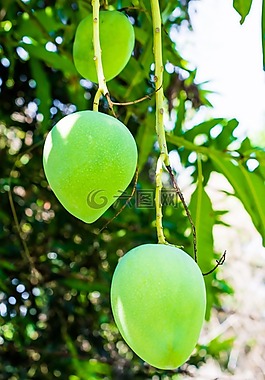 芒果,芒果樹(shù),水果