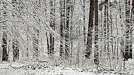 弗羅斯特,冬季,似雪