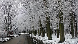 雪,街,冬季