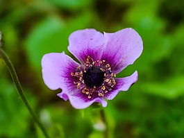 花,自然,植物區(qū)系