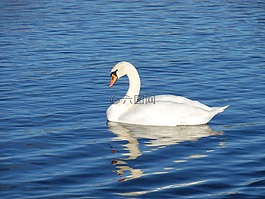 天鵝,水,鳥