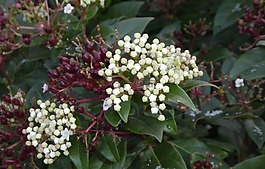 花,开花,布什