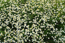 雛菊,花,夏季