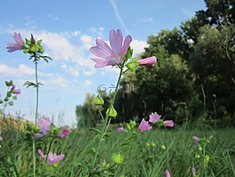 大花葵南瓜,麝香錦葵,野花
