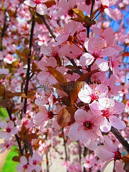花,自然,粉紅色