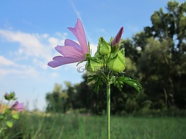 大花葵南瓜,麝香錦葵,野花