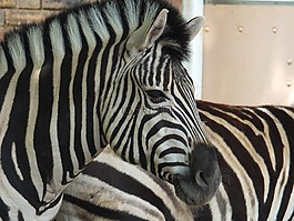 斑馬,動物園,動物